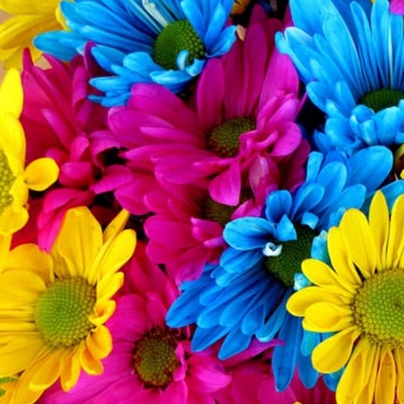 Meet your Posher, Brittany - Picture 1 of 1